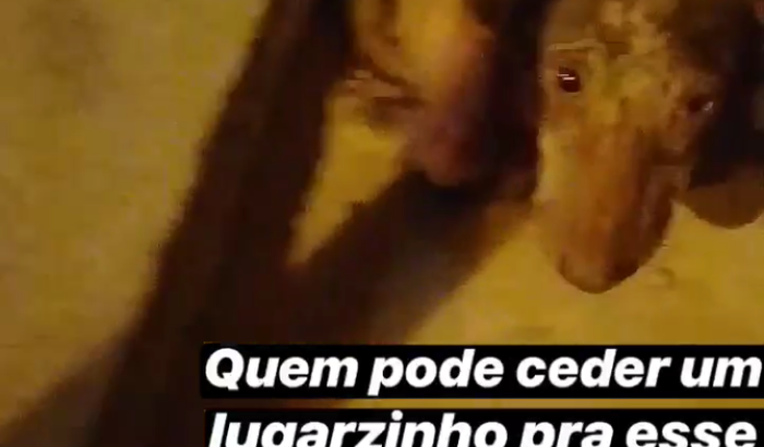 Ajude Doguinho 