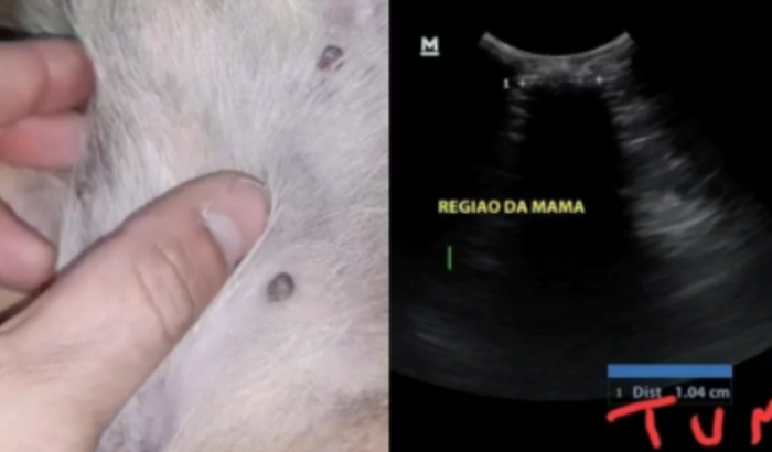 Ajuda para cirurgia da nossa cachorrinha com câncer de Mama