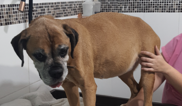 Vaquinha veterinário da Jade