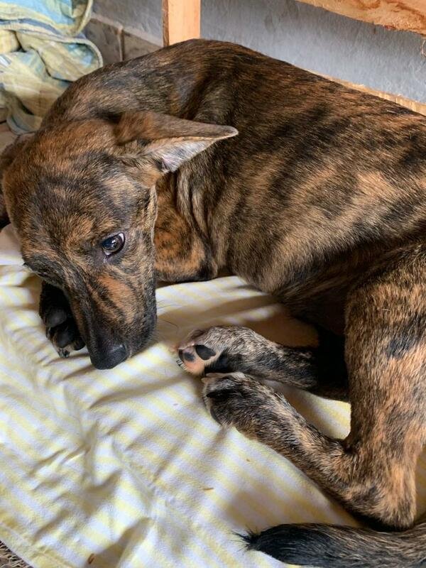 Cachorro atropelado (dono)