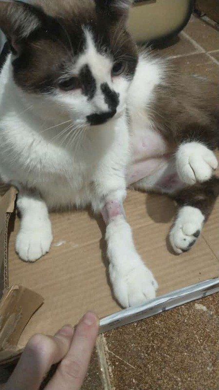 imagem da vaquinha Ajuda para salvar o gato Massinha