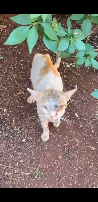 Gatinho quase cego 