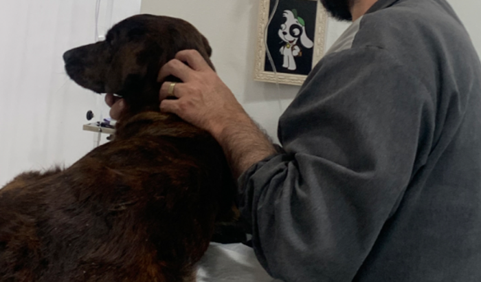 Ajuda pra cachorrinha Fani