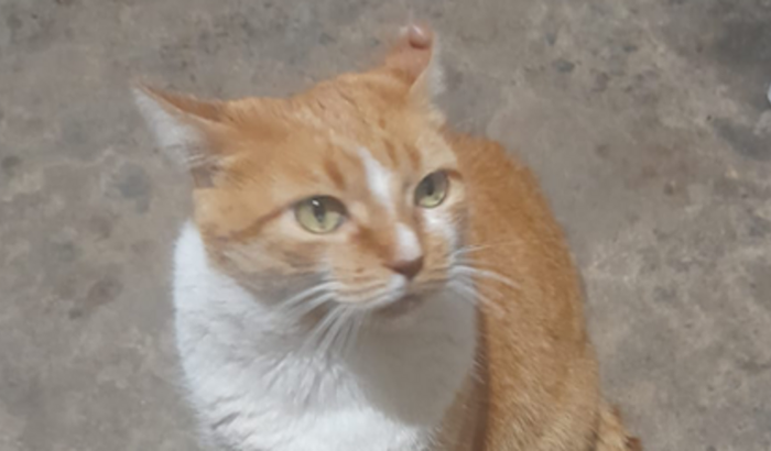 Ajude a salvar nossa princesinha Mel 