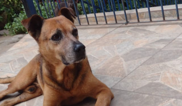 Cirurgia do Bob ❤️