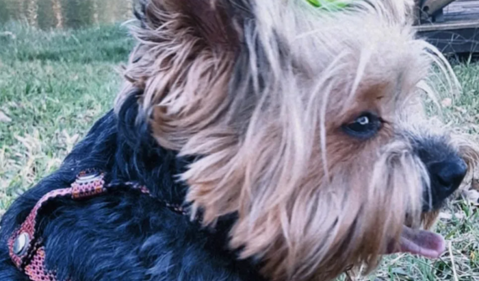 Ajuda pro tratamento de tártaro e extração do dente da vickizinha