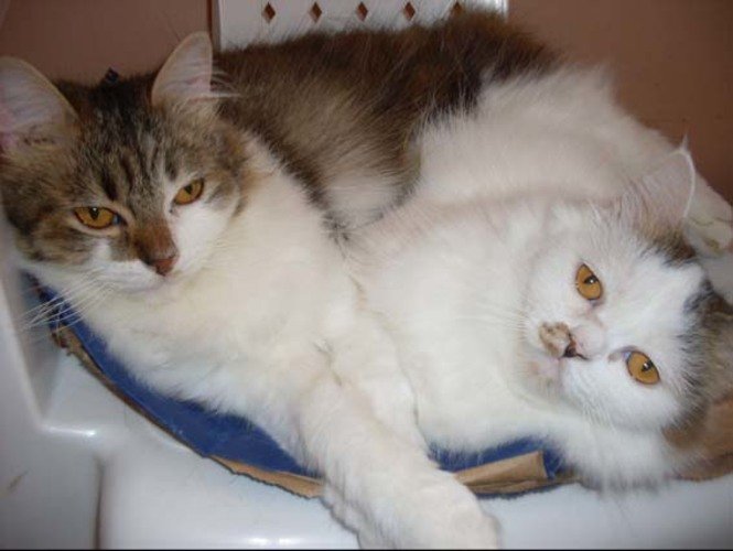 imagem da vaquinha ONG AMANIMAL PRECISA DE AJUDA PARA GATOS ABANDONADOS PELA LOREMI