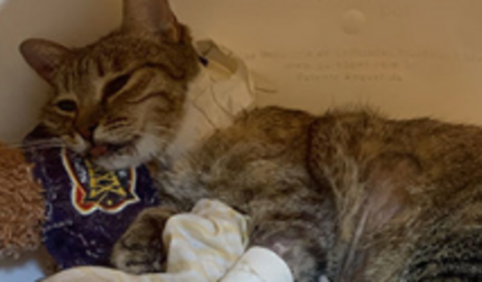 Tratamento da gatinha Amora