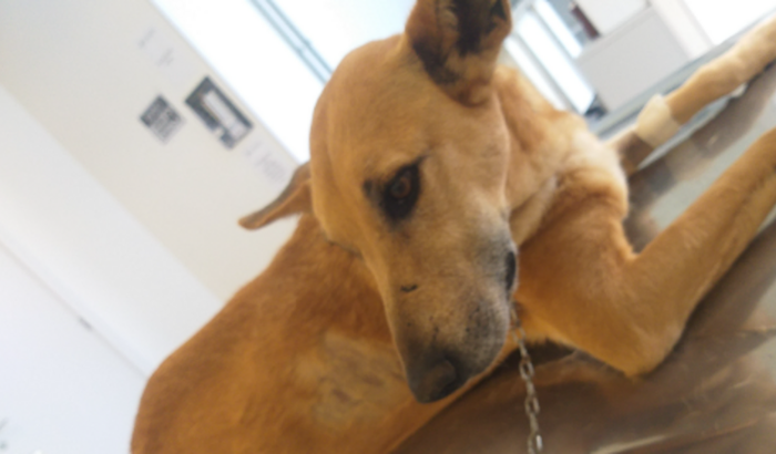 Meg precisa da sua ajuda 