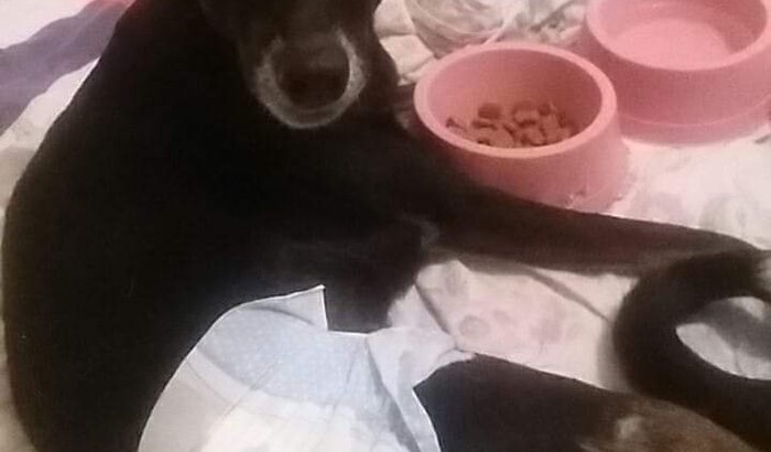 O Cantinho dos animais precisa de ajuda.