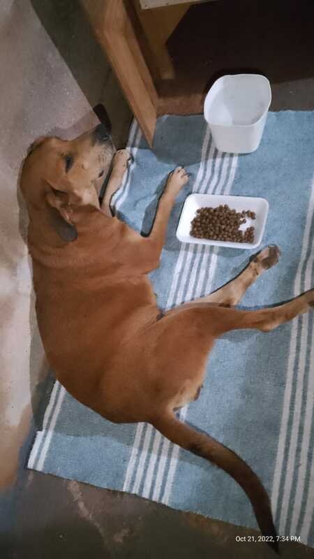 Cachorra atropelada 