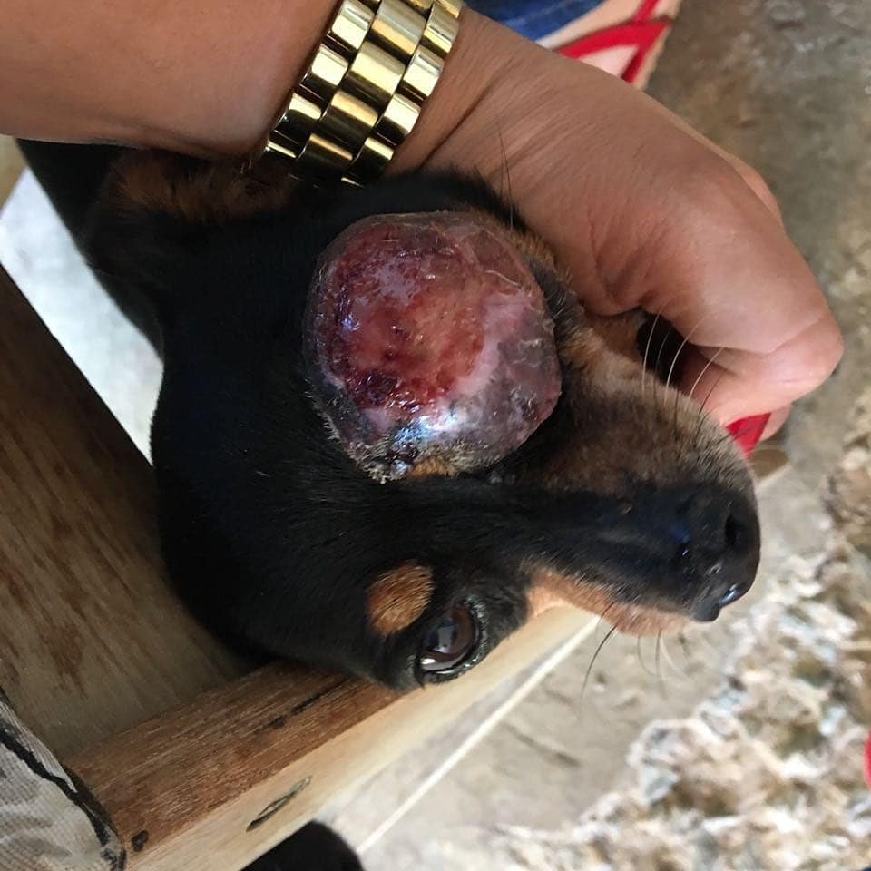 imagem da vaquinha Salve a Lupita