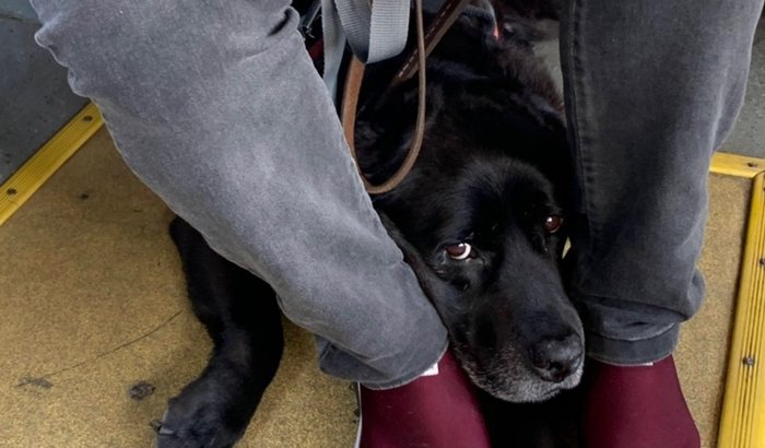 Tratamento para a Angra cão-guia do Angelo