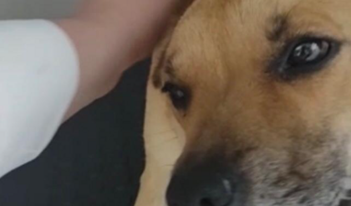 Todos pela “véia”