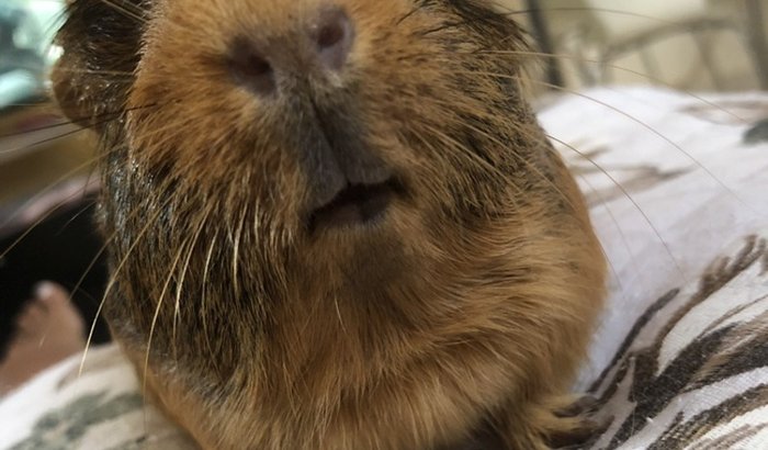 Tratamento do meu Porquinho-da-índia 