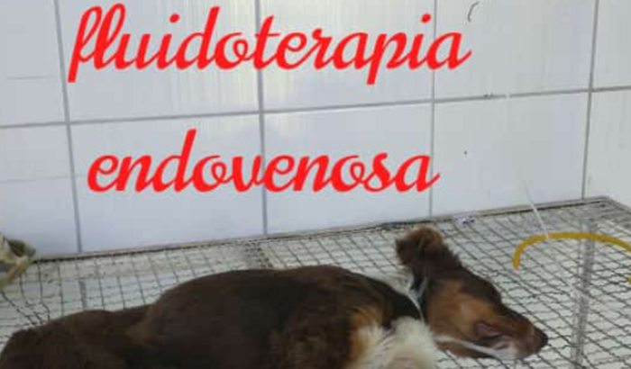 Me ajude a ajudar o Blu