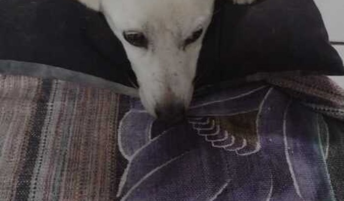 Ajuda meu filho de 4 patas ele foi atropelado