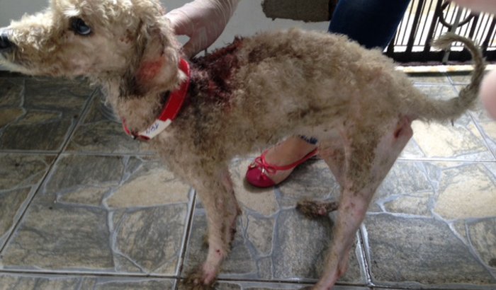 DOACAO PARA ANIMAIS NECESSITADOS SAO CARLOS E REGIAO