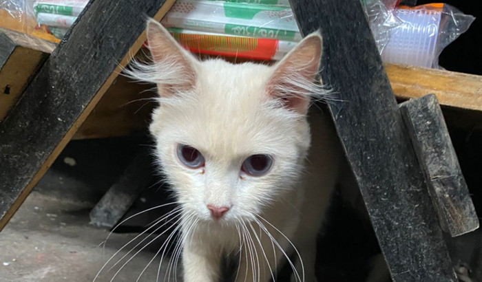 Ajude a gatinha botequeira!