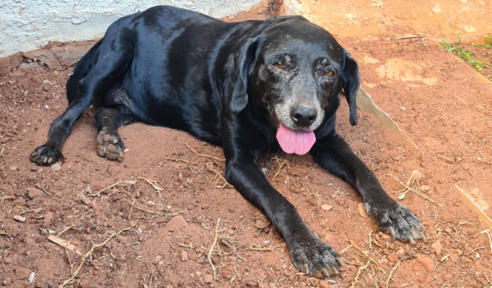 Federico o cachorrinho precisa pagar seus remédios e exames
