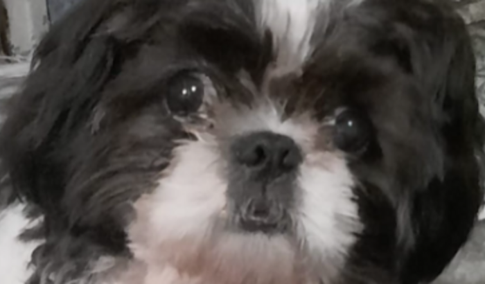 Ajudando nosso Toninho