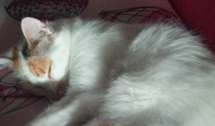 Cirurgia da gatinha Branquela 