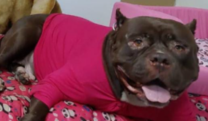 VAMOS AJUDAR A FURIA EM SU TRARAMENTO