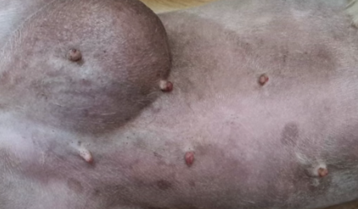 Ajudar a cachorrinha lindinha