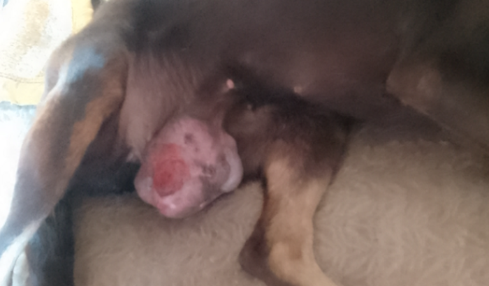 Ajude a Mel realizar a cirurgia de retirada de tumor❣️🙌