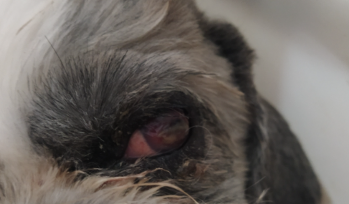 Salvando meu olhinho