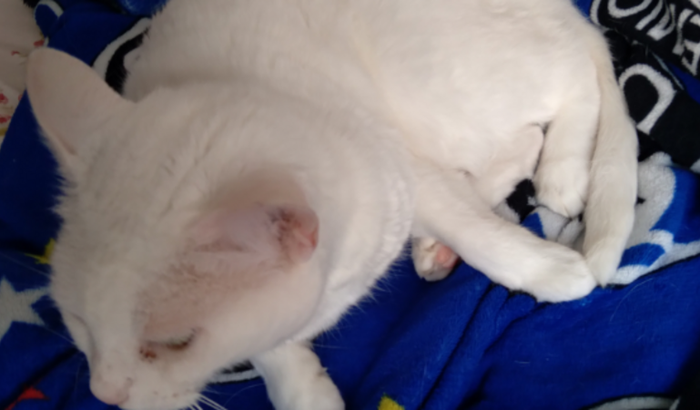 Cirurgia da gata Alice 