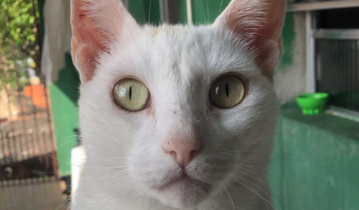 Damon pede Socorro (Tratamento contra o Câncer)