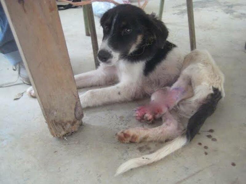 imagem da vaquinha Encontrei esse pobre cachorro com a pata machucada resolvi ajjuda mais nao tenho dinheiro pra compra remédio 