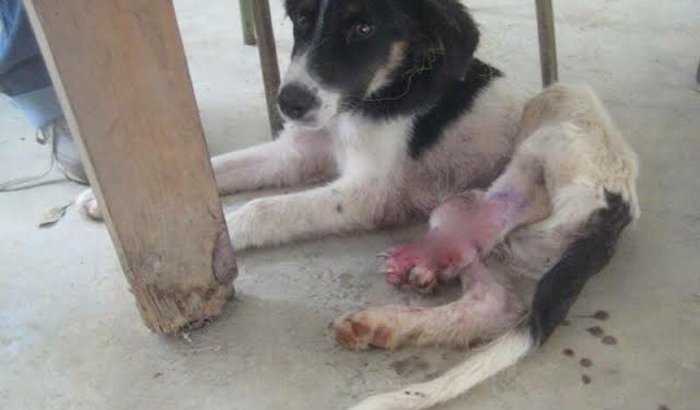 Encontrei esse pobre cachorro com a pata machucada resolvi ajjuda mais nao tenho dinheiro pra compra remédio 