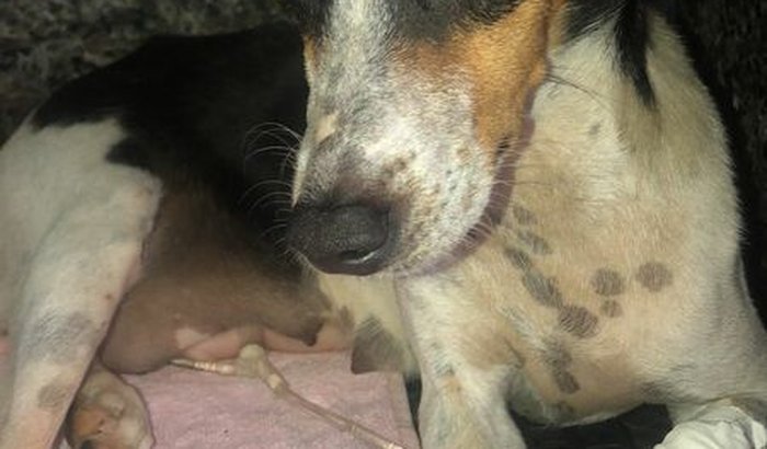 Ajude a salvar a Margarete 