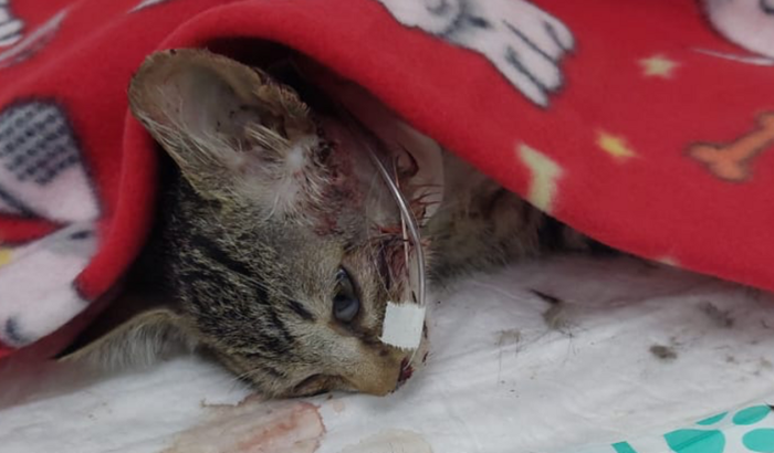 Internação da gatinha