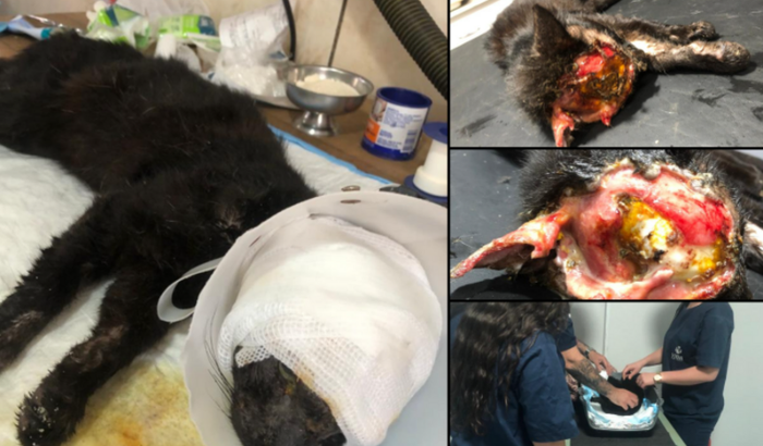 Ajuda para pagar tratamento gatinho queimado.