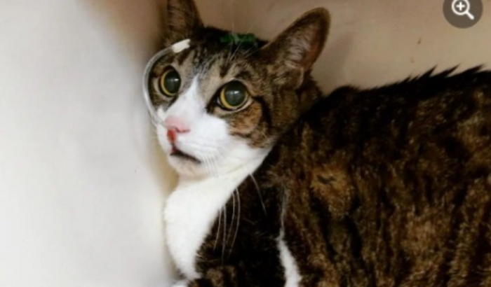 Ajude o gatinho Chaves