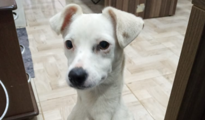 Castração da Gracinha + Lar temporario