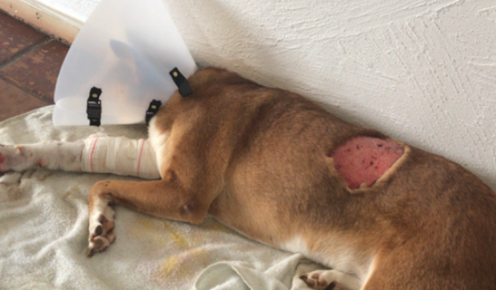 tratamento da minha cachorrinha :(