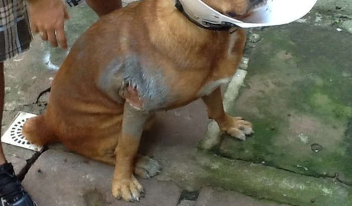 Ajudem o Urso