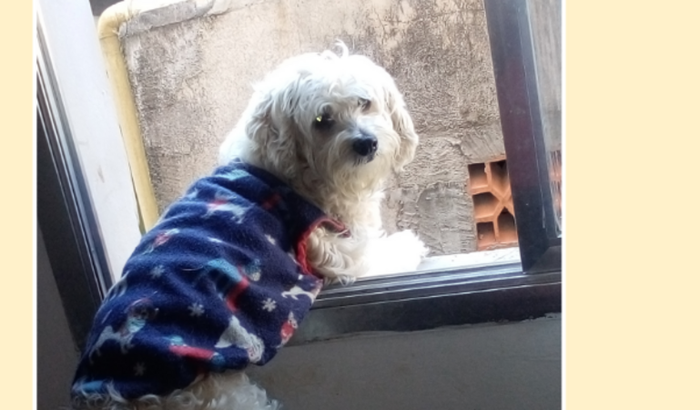 Ajude SNOOPY