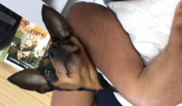 Transfusão sanguínea