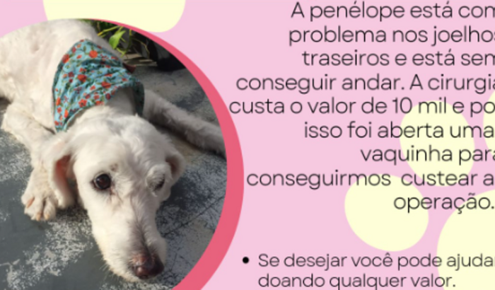 Ajude Penelope a voltar a andar