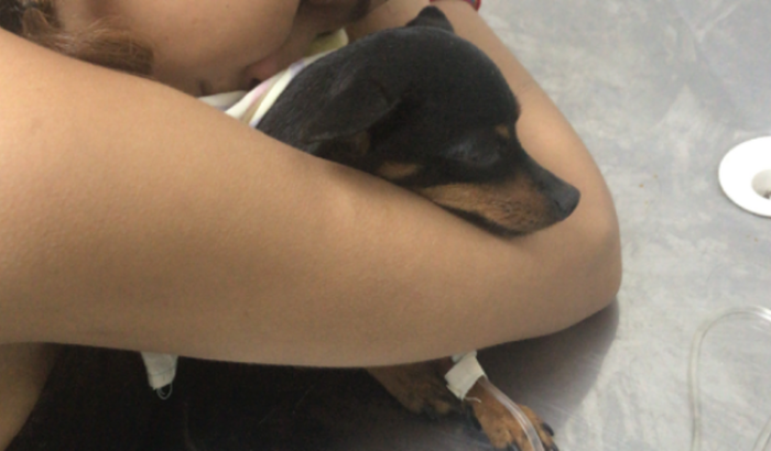 Tratamento de pancreatite da Amora