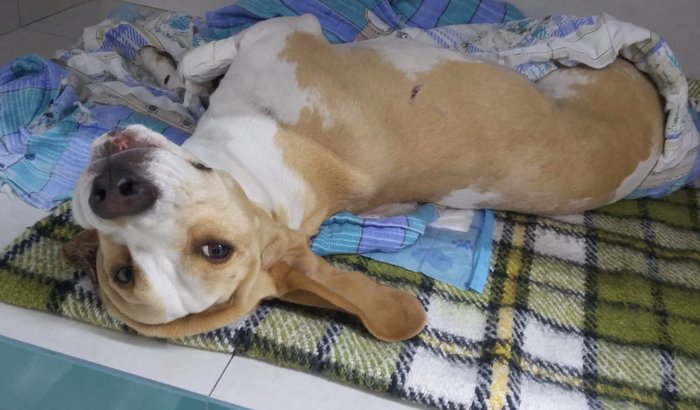 Vakinha do Luck
