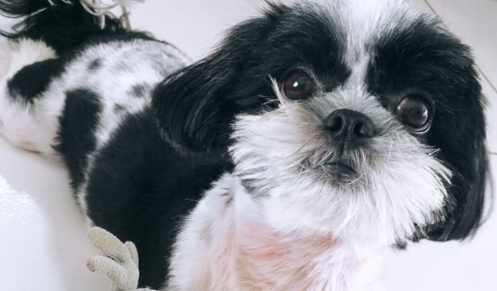 Vaquinha para cirurgia de Nick 