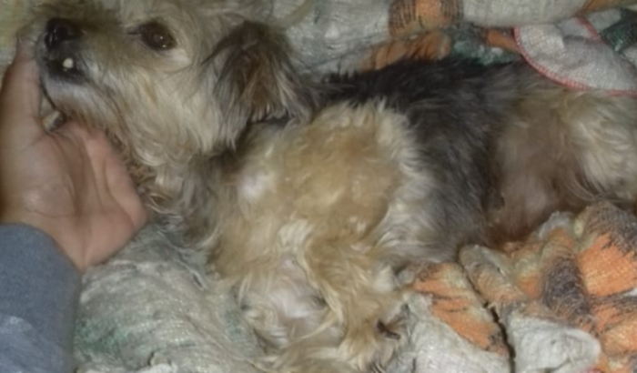 Olá pessoal sou  ana  estou aqui pedindo ajuda para cirurgia da minha cachorrinha q sofreu um acidente muito grave 