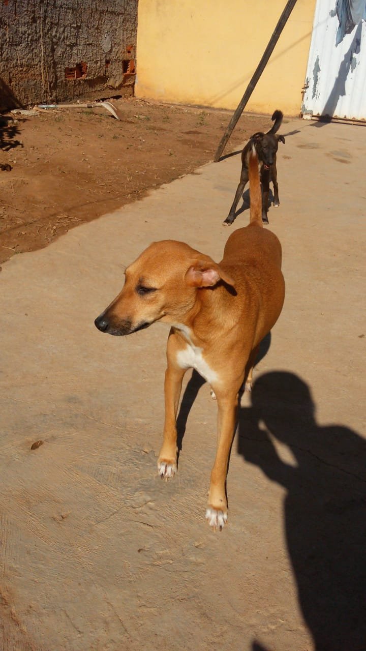Castração animais carentes