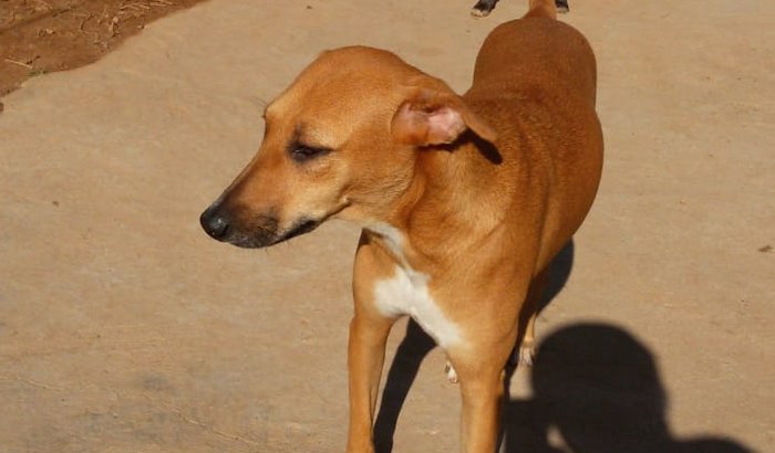 Castração animais carentes